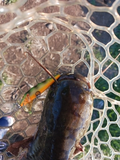 ナマズの釣果