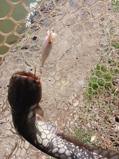 ナマズの釣果