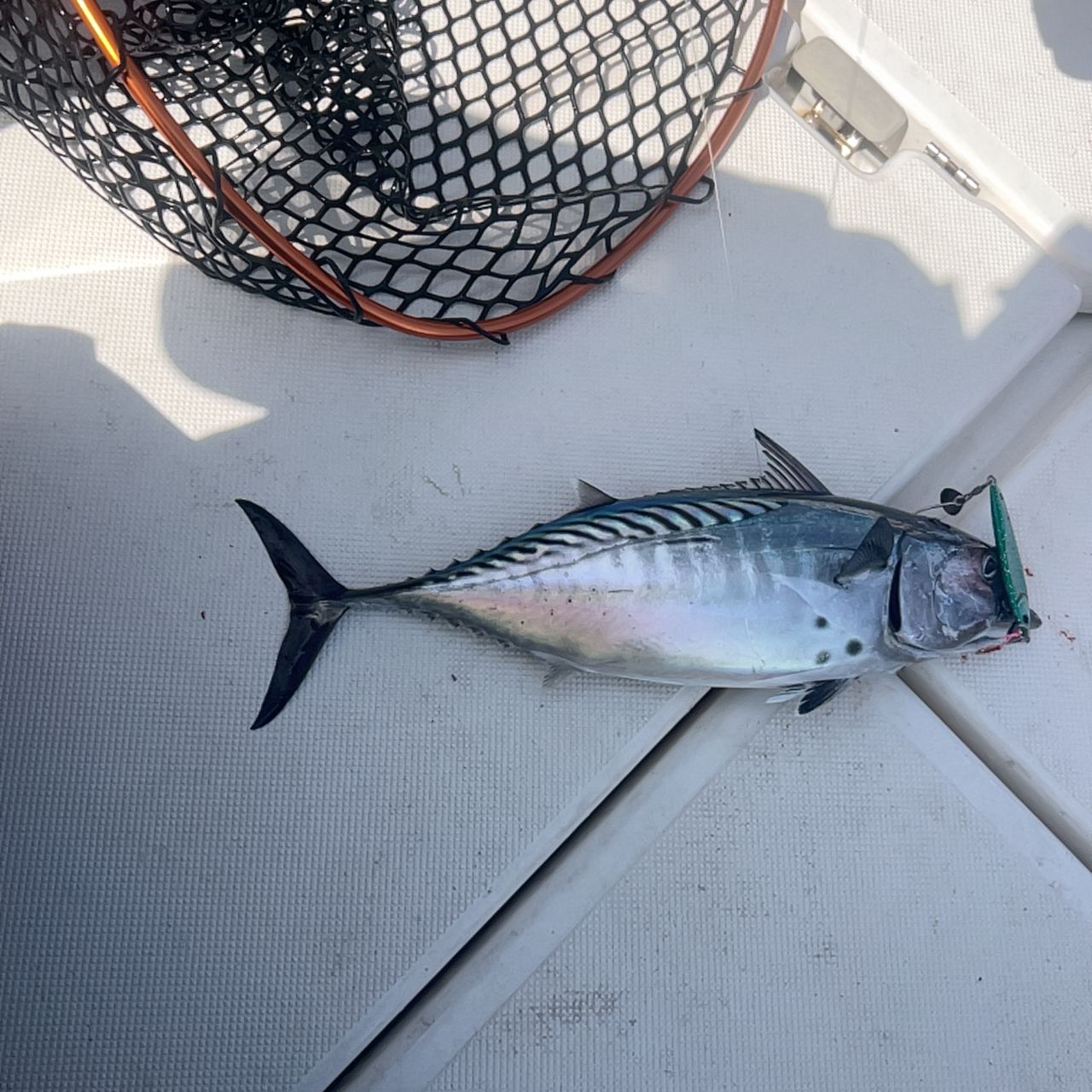DAIWA UVF ソルティガ センサー 12 ブレイド EX +Si 3.0号/55.0lb/5色
