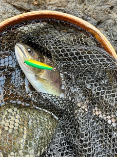 ヤマメの釣果
