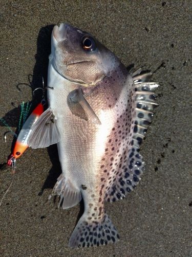 コショウダイの釣果
