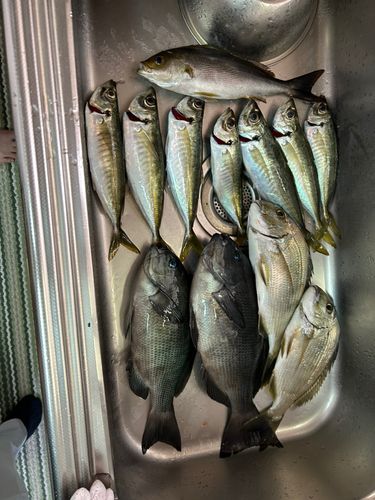 釣果