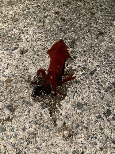 ケンサキイカの釣果