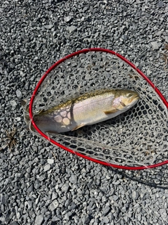 ニジマスの釣果