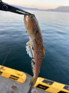エソの釣果