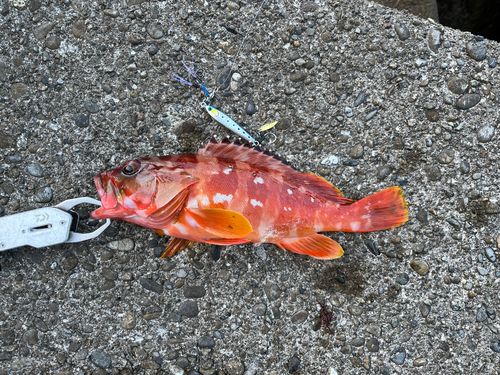 アカハタの釣果