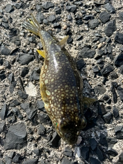 フグの釣果