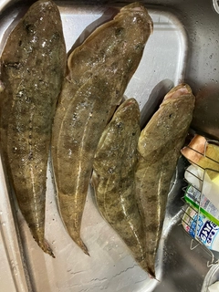 マゴチの釣果