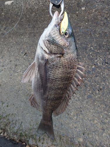 チヌの釣果