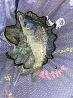ヘラブナの釣果