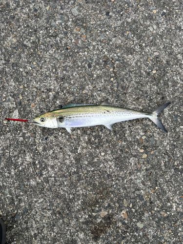 サゴシの釣果