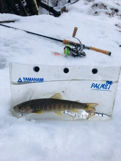 イワナの釣果