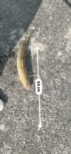 エソの釣果