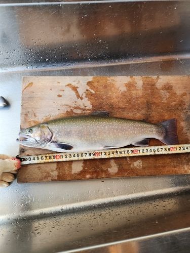 イワナの釣果