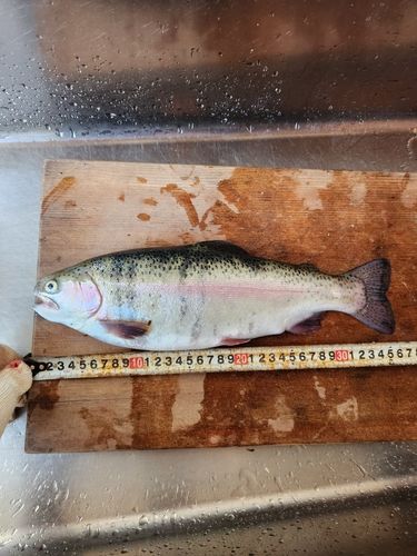 ニジマスの釣果