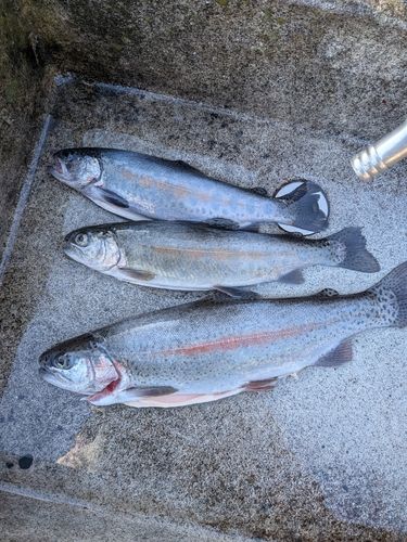 レインボートラウトの釣果