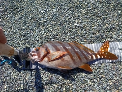 タカノハダイの釣果