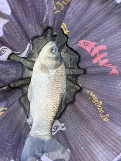 ヘラブナの釣果