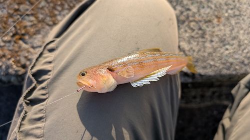 コロダイの釣果