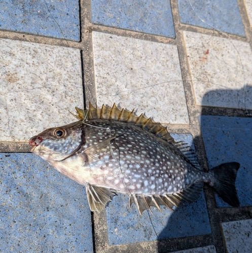 アイゴの釣果