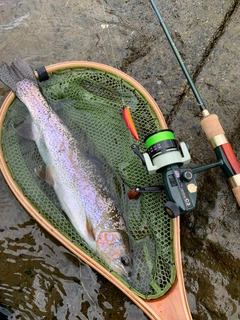 ニジマスの釣果