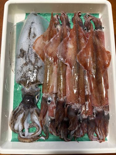 ササイカの釣果