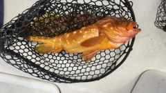 キジハタの釣果