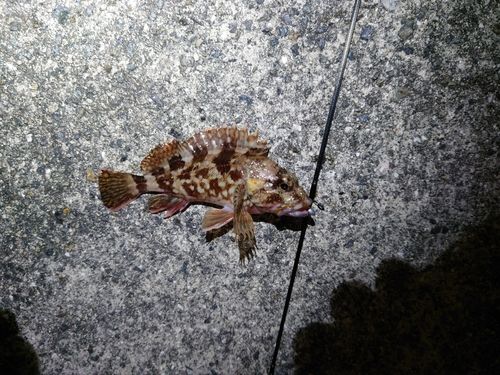 カサゴの釣果