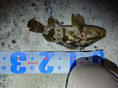 タケノコメバルの釣果