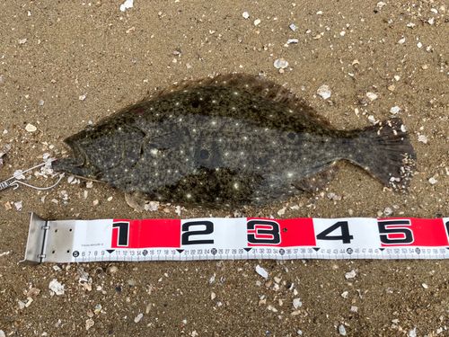 ヒラメの釣果