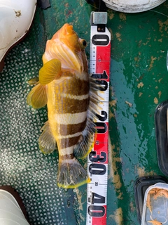アオハタの釣果