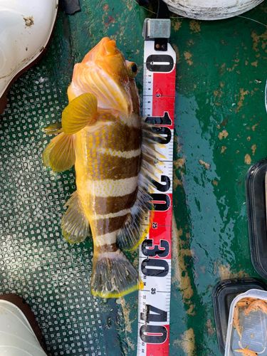 アオハタの釣果