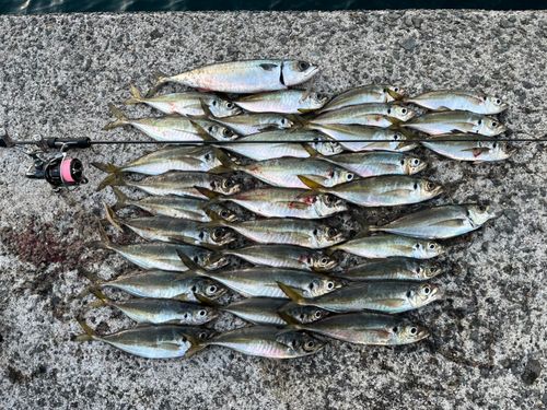 アジの釣果