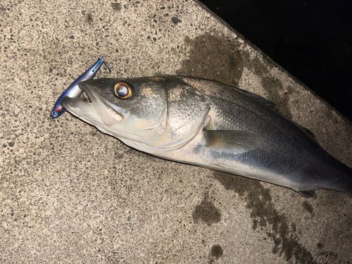 スズキの釣果