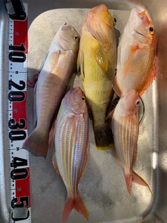 シロアマダイの釣果