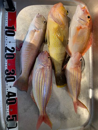 シロアマダイの釣果