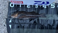 アイナメの釣果