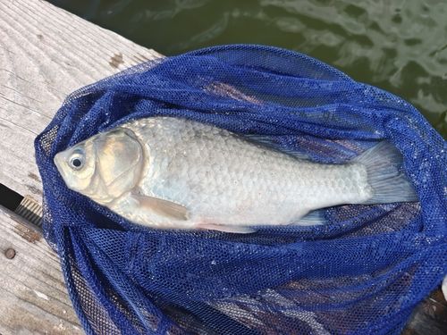 ヘラブナの釣果