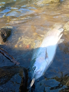 ニジマスの釣果