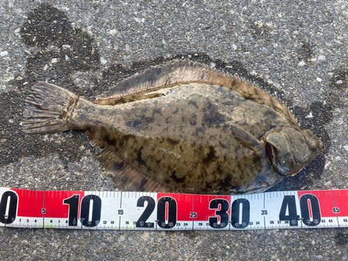 マコガレイの釣果