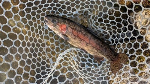ニジマスの釣果