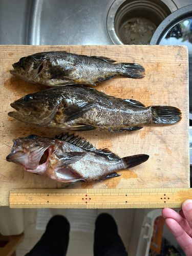 タケノコメバルの釣果