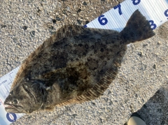 ヒラメの釣果