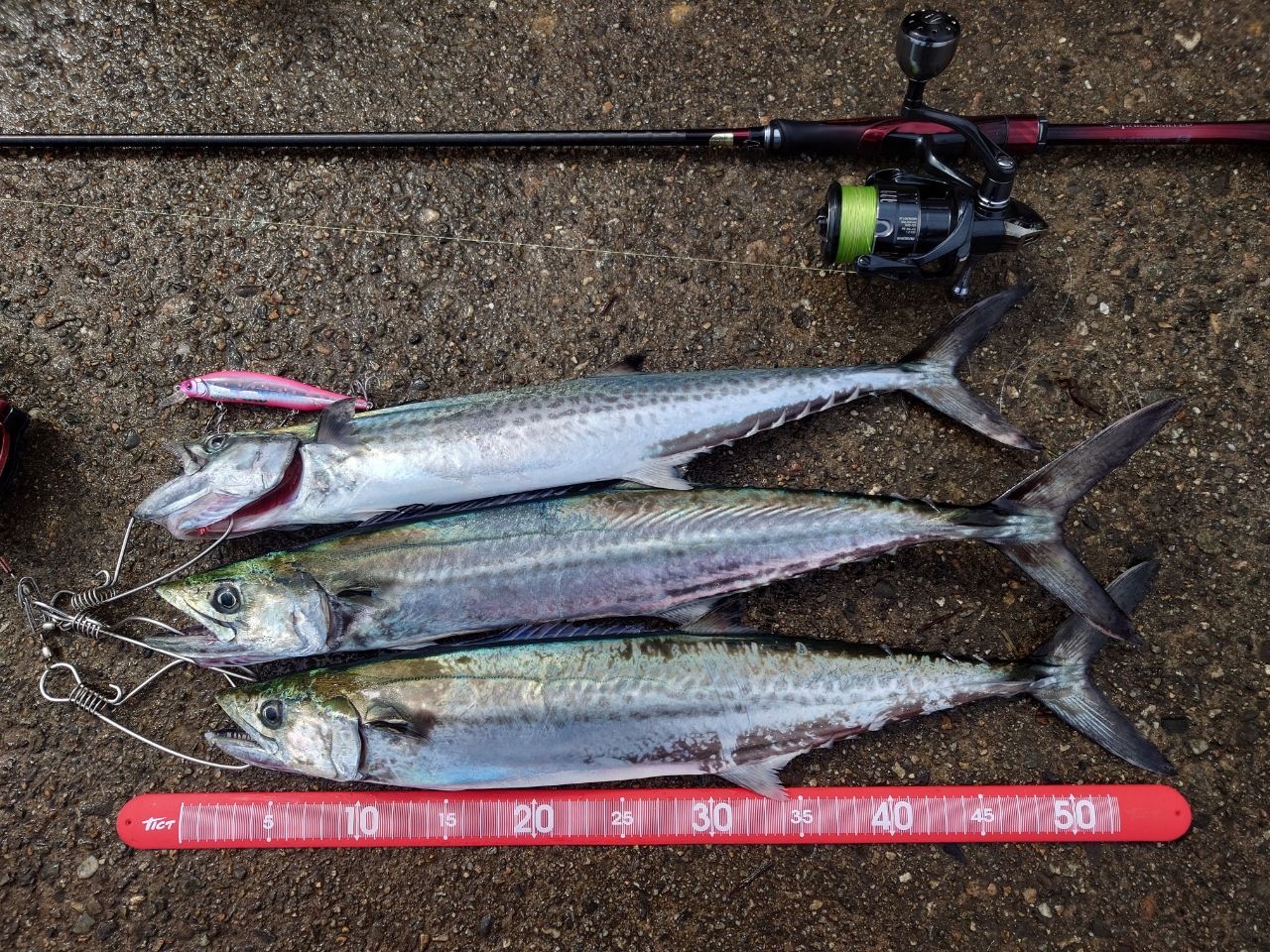 SHIMANO 19セフィア リミテッド S85MLの最安値・インプレ・釣果 | 本音