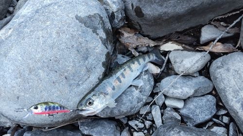 アマゴの釣果
