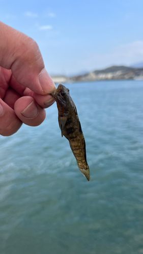 ハゼの釣果