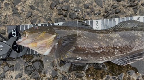 アイナメの釣果