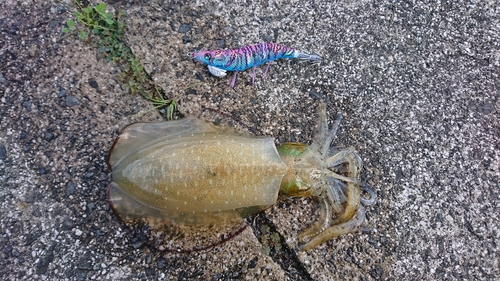 アオリイカの釣果