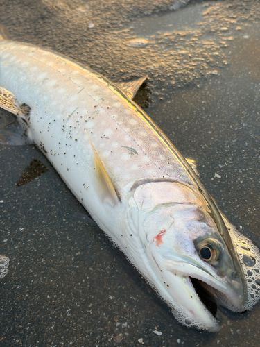 アメマスの釣果