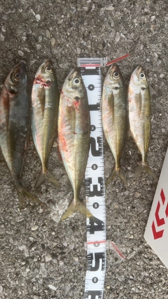 アジの釣果